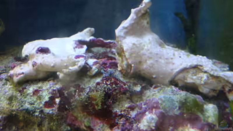 noch 2 Briareum Ableger von B1gT4nk (15)