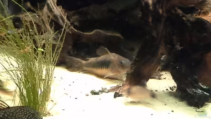 noch 3 panzerwelse von Michael Bodem (10)