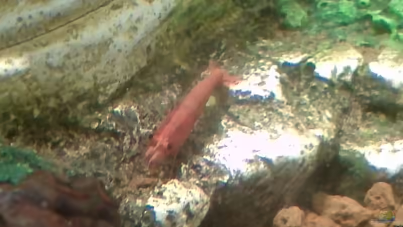 noch altes Layout von MK-Squad (4)