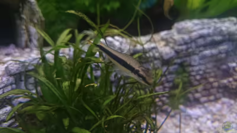 Noch anwesende Siam-Rüsselbarbe von tobi2201 (8)