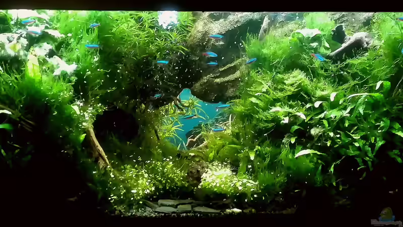 Noch ein älteres Bild von den Pflanzen von Bermuda 3eck (16)