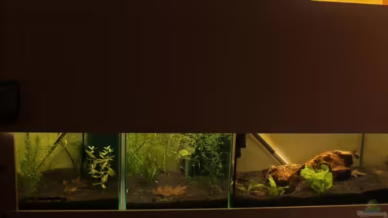 Noch ein aktuelleres Bild vom Regal von chrisi01 (5)