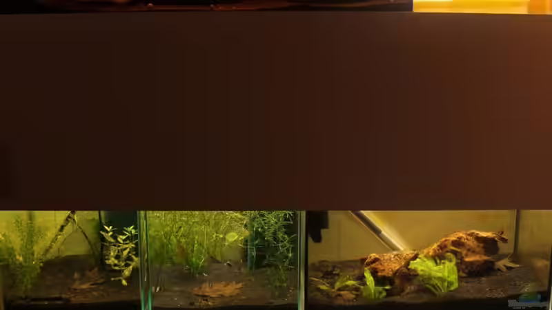 Noch ein aktuelleres Bild vom Regal von chrisi01 (6)