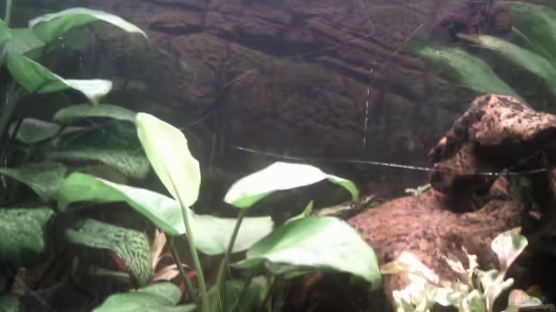 Noch ein Ausschnitt vom Becken mit Folienrückwand von mikael38 (10)