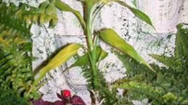 Noch ein Bambus. von Theo Heimann (6)