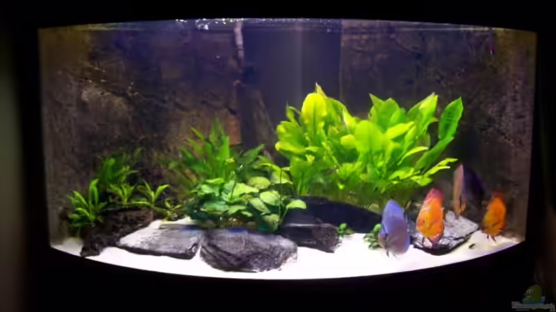 noch ein Bild von Alamo (4)