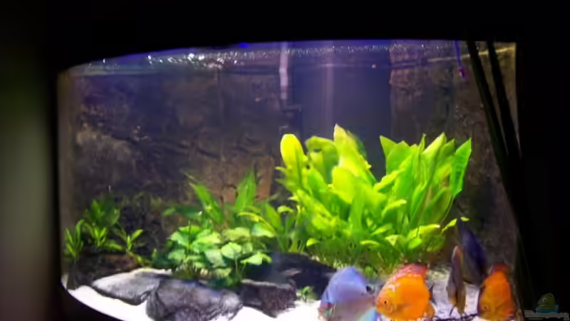 noch ein Bild von Alamo (5)