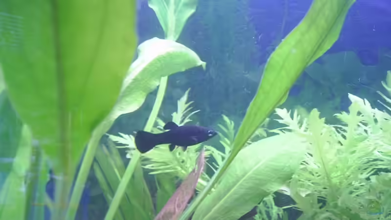 noch ein Black Molly Weibchen von Sauerlandmicha (29)