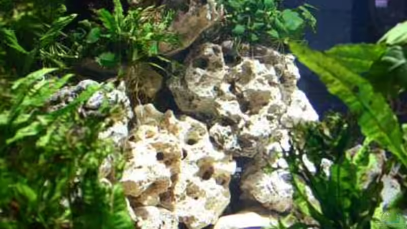 Noch ein Blick von hinten durchs Aquarium. von Ingo (21)