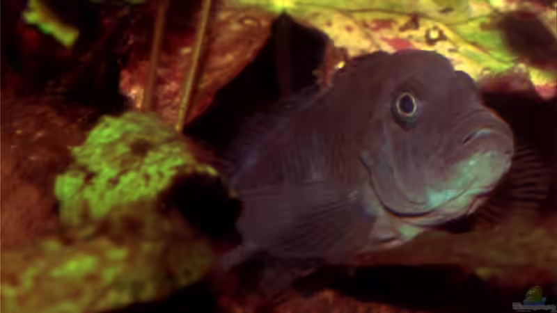 noch ein Buckel von Matthias Schmidt (12)