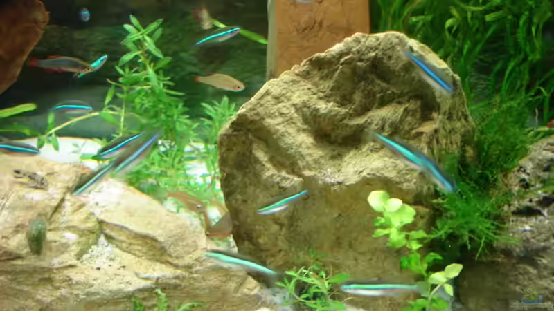 noch ein Felschen von Grünhexe (111)