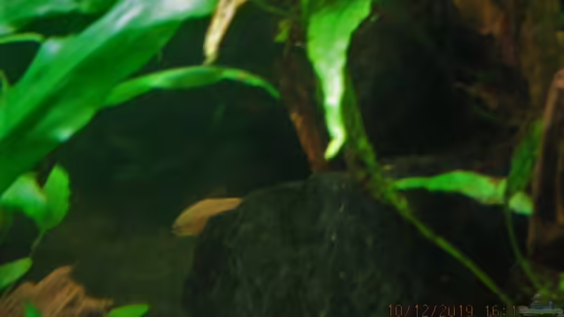 Noch ein Imbellis Weibchen von okefenokee (71)