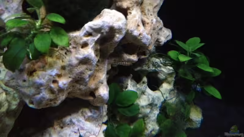 noch ein Jungfisch von Julidochromis marlieri von similis (35)