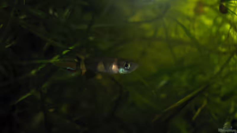 Noch ein Männchen von chrisi01 (32)