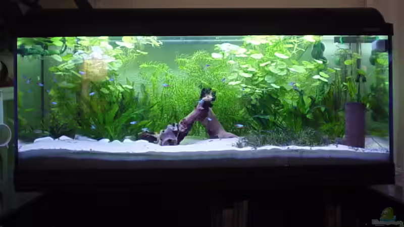 Noch ein mögliches Hauptbild (konnte mich nicht entscheiden) von Marko Lütgens (9)