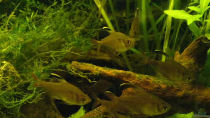 noch ein paar Salmler von Alexander Schild (16)