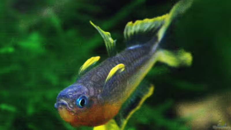 noch ein Prachtbursche von Arami Gurami (21)