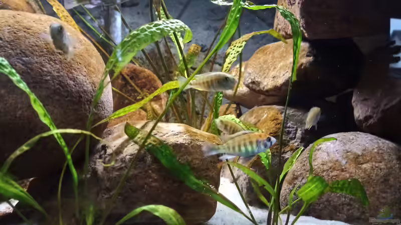 Noch ein sicheres Weibchen (oben) und das weniger dominante Männchen was auch schon von MbunaTowers (6)