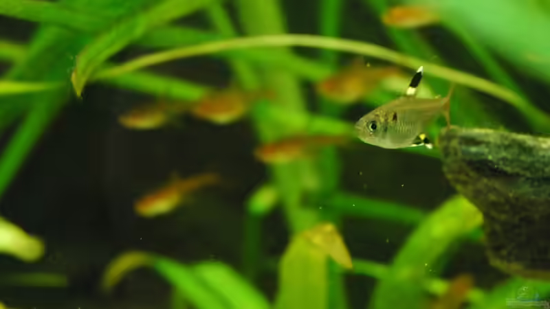 Noch ein Sternfleck von Johannes B. (14)