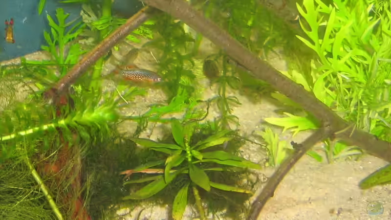 noch ein Versuch - mittlerweile ausgezogen von chrisi01 (24)