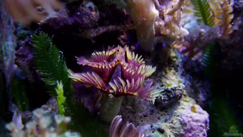 Noch ein wunderschöner Röhrenwurm! von Denise83 (28)