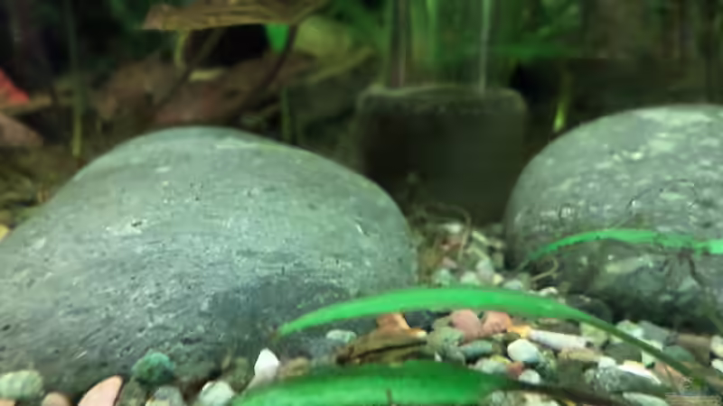 noch ein Zwerg von Kathrin77 (55)