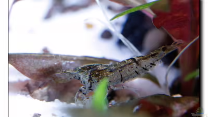 noch eine - 22.03.13 von Ralf64 (58)