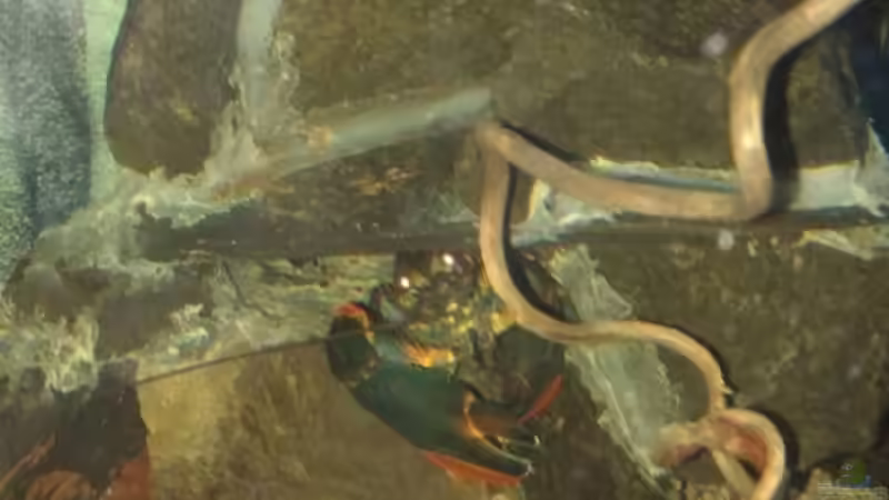 Noch eine Aufnahme  von Miss Kasimir (19)