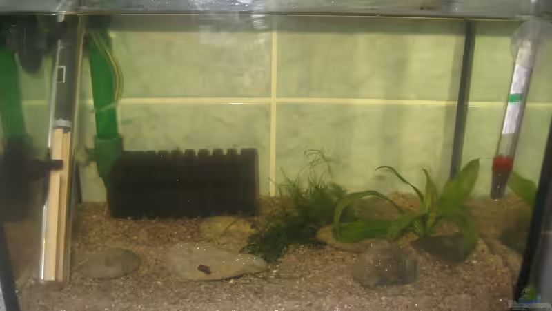 noch eine Frontansicht von Tiburón (64)