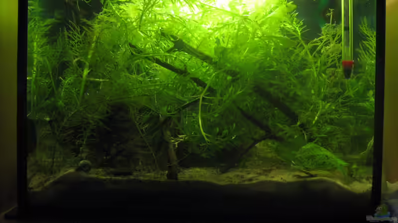 Noch eine Gesamtansicht nächstes mal versuch ich andere ISO Werte damit das Bildrauschen von chrisi01 (7)