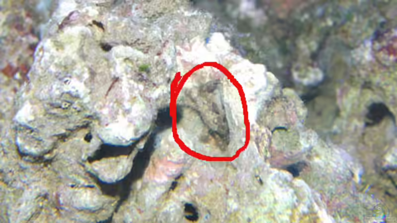 noch eine Krabbe von Steffen Ruck (10)