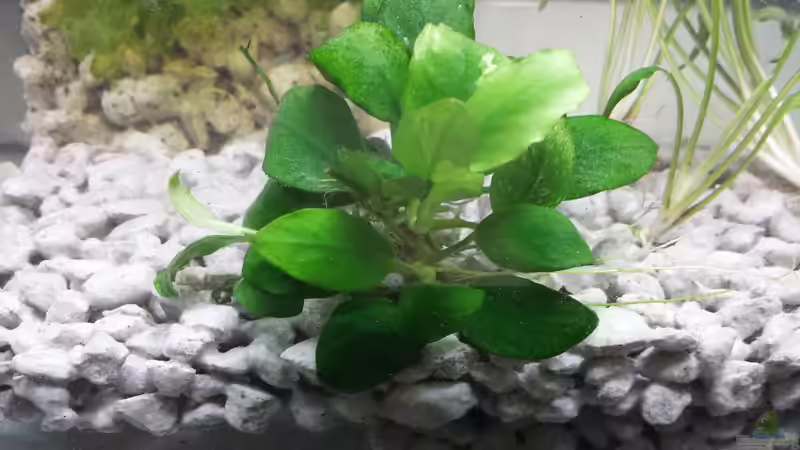 Noch eine Nahaufnahme der Anubia. von ogra (8)