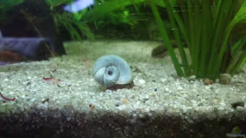 Noch eine Posthornschnecke von Fuujida (32)