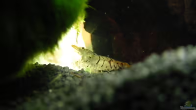 Noch eine Tigergarnele von Bikini Bottom (10)