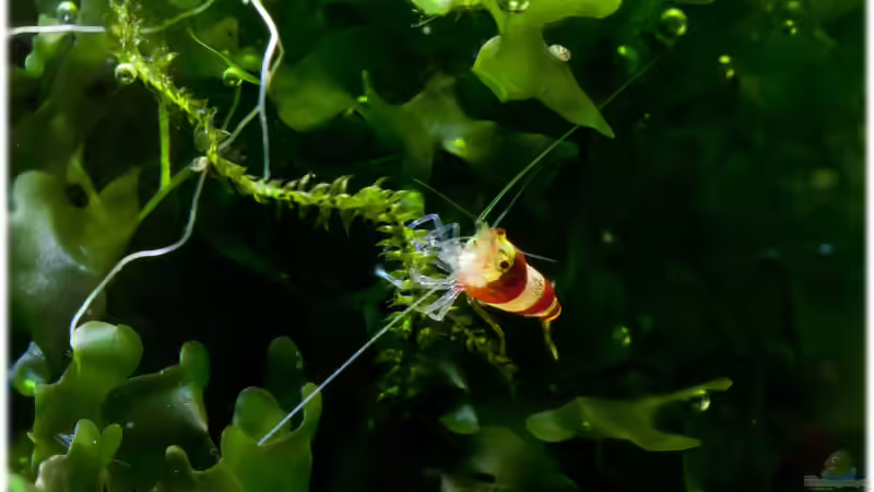 Noch eine von den ... von Ralf64 (62)