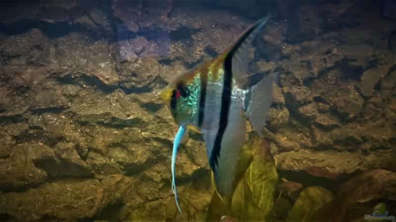 Noch Einer von DennisTheMenis (26)