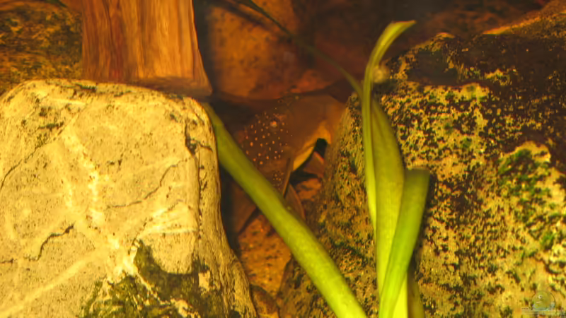 noch einer von vieren von der Theoretiker (78)