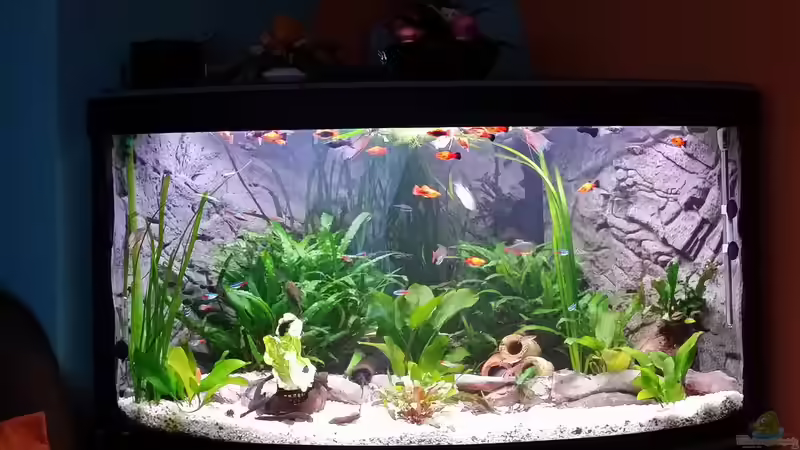 noch einmal 5 kg weißen Kies aufgefüllt von Steffen und Felix (59)