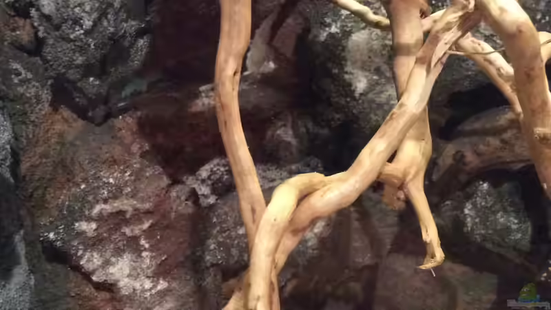 Noch einmal vom nahen. von Dülla (15)