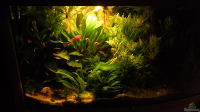 Noch einmal von Bazzi (45)