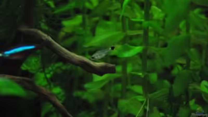 noch einsamer Sichelfleck von Garfield (37)