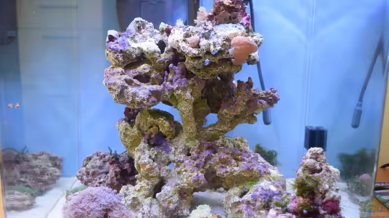 Noch etwas kahl von Junglist (8)