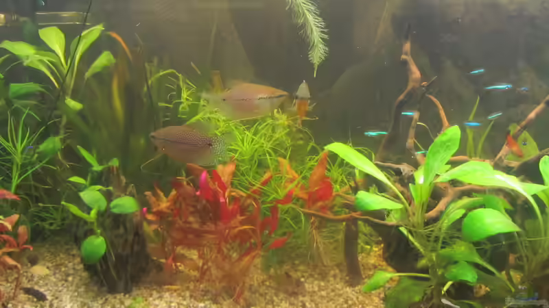 Noch etwas locker vom Grün ABER das wird bestimmt bald zuwuchern von Mofafi-Liebhaber (48)