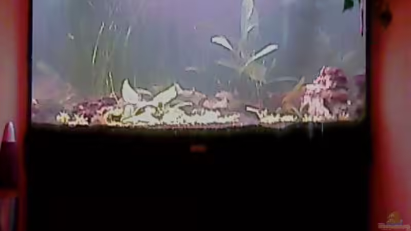 Noch etwas nebelig - aufgrund der hinzugefügten Nutzbakterien... von Jessy L. (3)