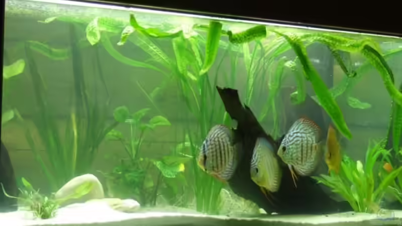 Noch etwas trüb ;) von Yannick Schneider (3)