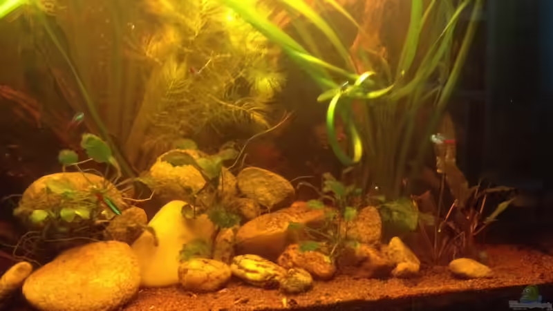 Noch etwas trüb von der Steirer (20)