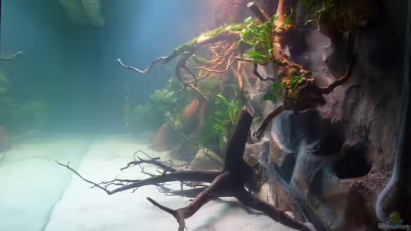 noch etwas trüb von master-marko (15)