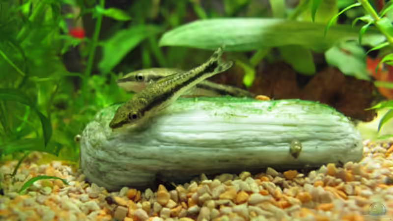 Noch etwas vorsichtig! (O.vittatus nach dem Einsetzen) von Aquilegia (10)