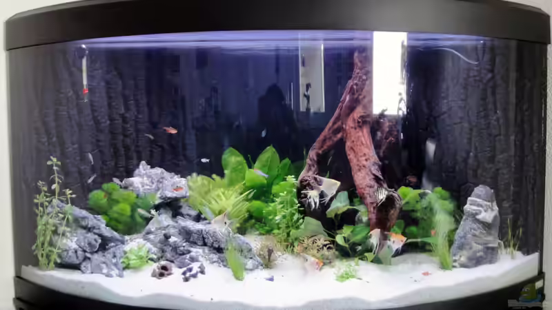 noch ganz frisch - Pflanzen müssen noch wachsen - und Fische auch ;) von Heidi und Gerhard (1)