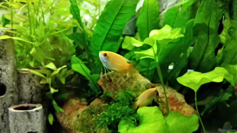 noch gehen(schwimmen) sie getrennte Wege   von odin 68 (32)